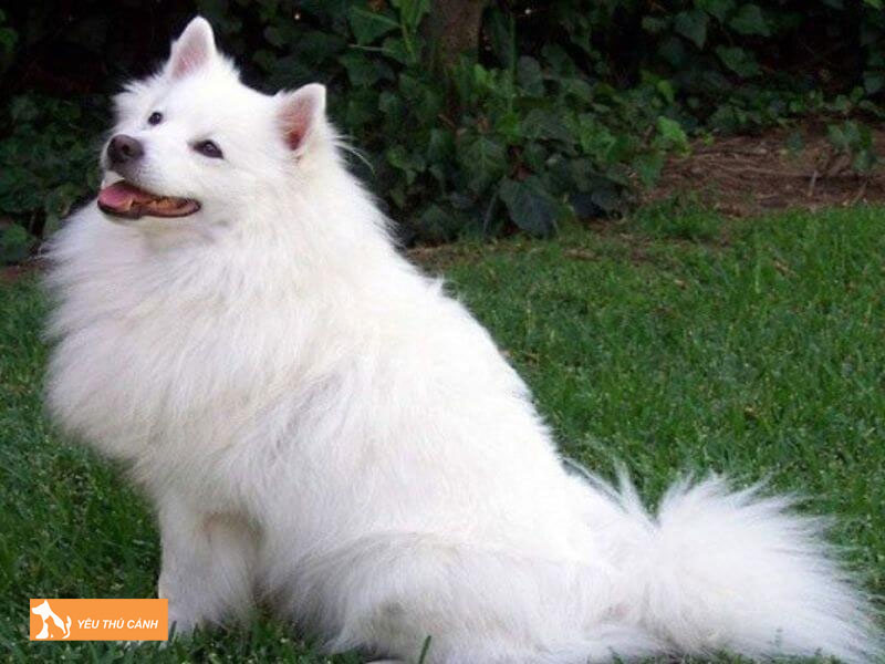 Kinh-nghiem-nuoi-va-cham-soc-cho-alaska-trang-dung-cach-2-thucanh