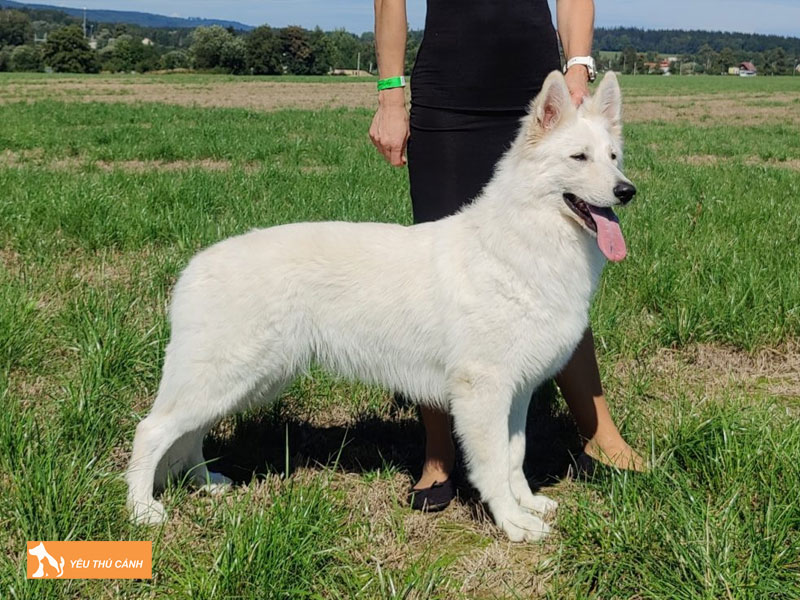 Kinh-nghiem-nuoi-va-cham-soc-cho-alaska-trang-dung-cach-thucanh