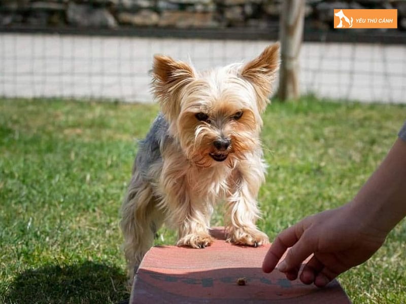 Kinh-nghiem-nuoi-va-cham-soc-cho-yorkshire-1-thucanh
