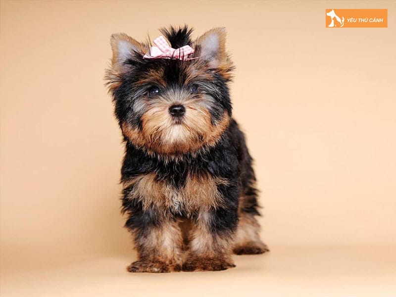 Kinh-nghiem-nuoi-va-cham-soc-cho-yorkshire-2-thucanh