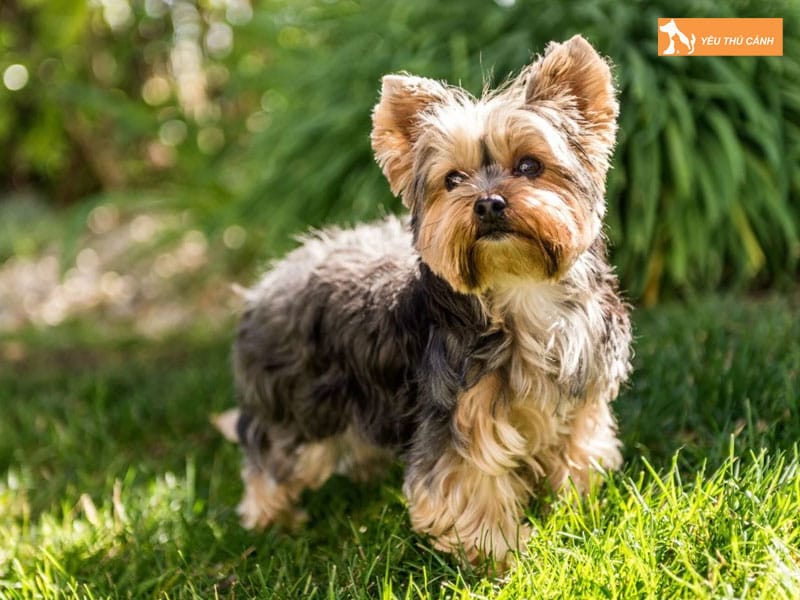 Kinh-nghiem-nuoi-va-cham-soc-cho-yorkshire-thucanh
