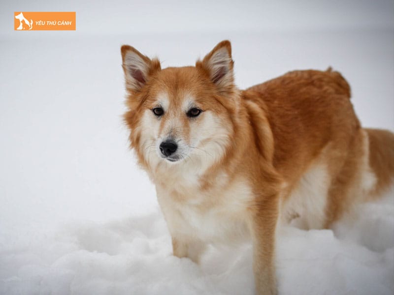 Mot-so-dieu-can-biet-ve-cach-nuoi-cho-chan-cuu-iceland-1-thucanh