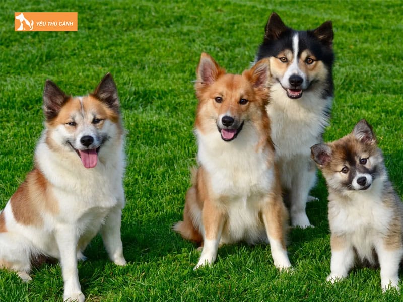 Mot-so-dieu-can-biet-ve-cach-nuoi-cho-chan-cuu-iceland-thucanh