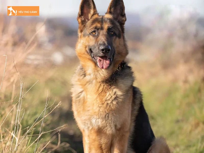 Mot-so-luu-y-khi-nuoi-cho-becgie-nga-thucanh