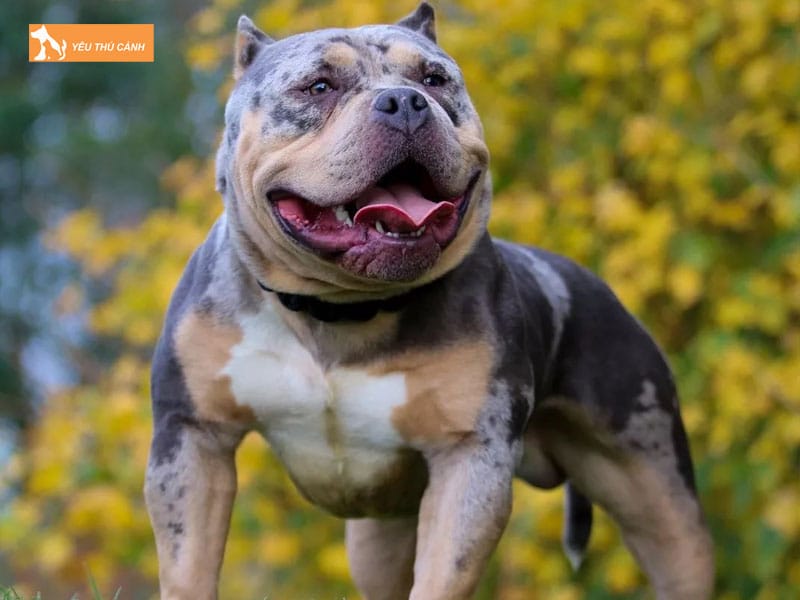 Mot-so-luu-y-trong-cach-nuoi-cho-bully-1-thucanh