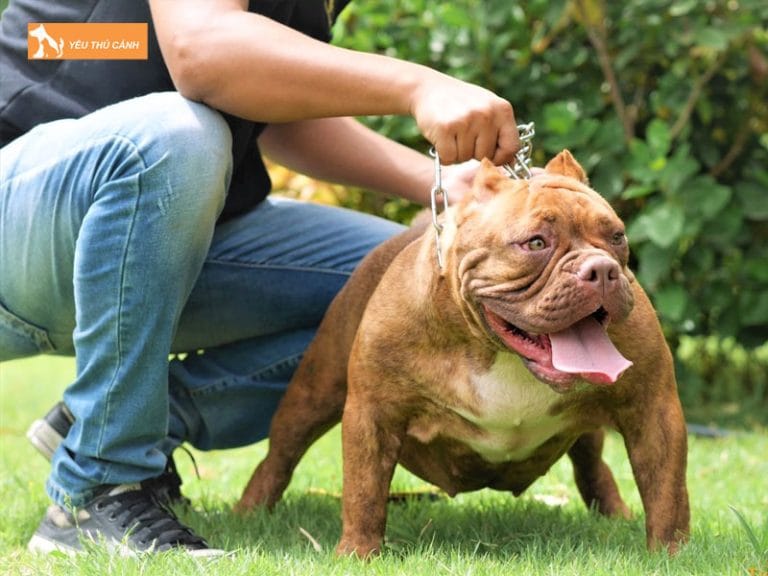 Chó Bully là gì? Một số lưu ý về cách nuôi chó Bully Mỹ | thucanh