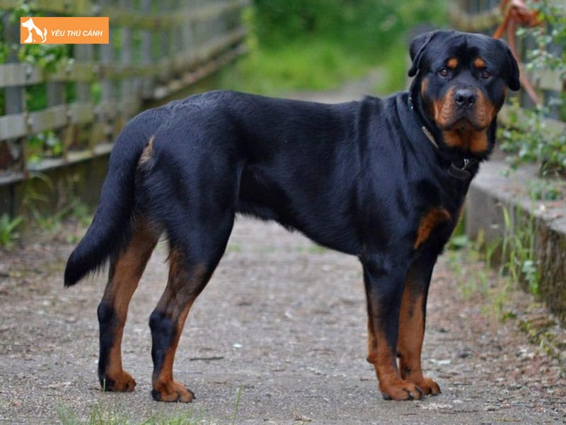 Mot-vai-luu-y-ve-cach-nuoi-va-huan-luyen-cho-rottweiler-1-thucanh