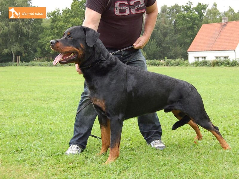 Mot-vai-luu-y-ve-cach-nuoi-va-huan-luyen-cho-rottweiler-2-thucanh