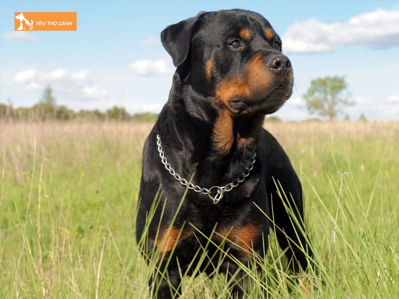 Mot-vai-luu-y-ve-cach-nuoi-va-huan-luyen-cho-rottweiler-thucanh