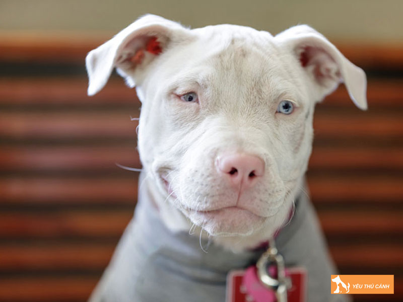 Nguyen-nhan-cho-bi-bach-tang-la-gi-thucanh