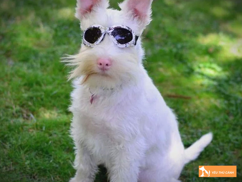 Nhung-van-de-suc-khoe-lien-quan-den-benh-bach-tang-o-cun-thucanh