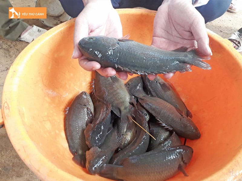 Tim-hieu-ve-ca-ro-dau-vuong-thucanh