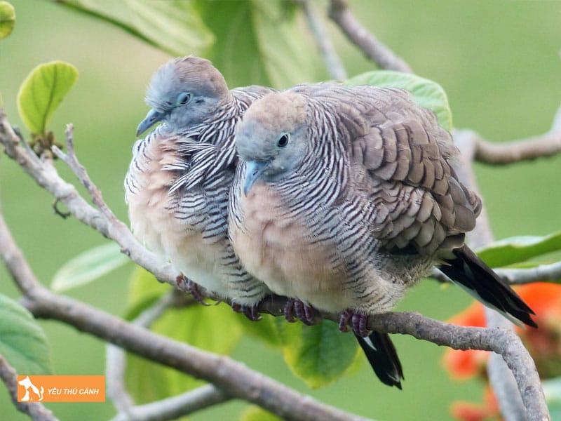 Tim-hieu-ve-chim-cu-van-thucanh