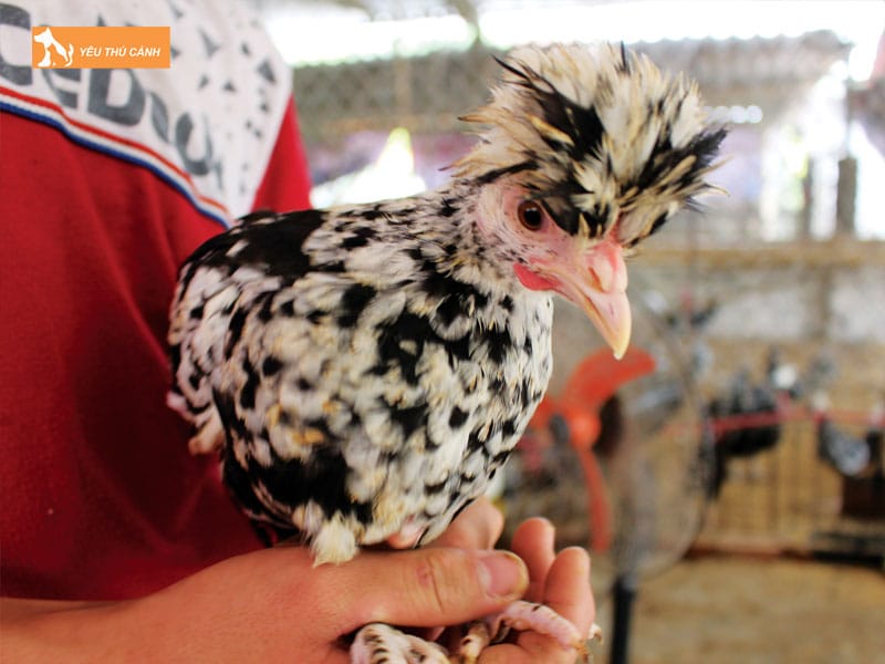 Tim-hieu-ve-ga-quy-phi-thucanh