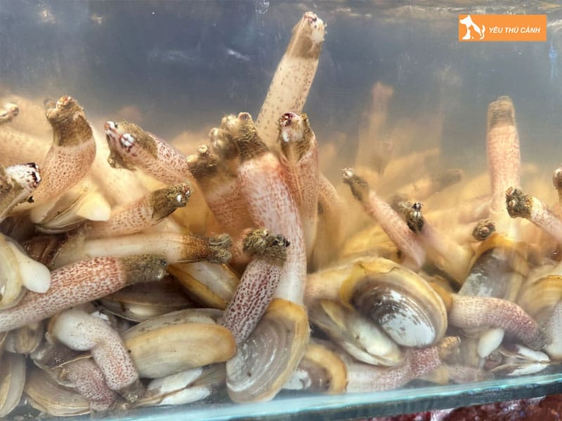 Tim-hieu-ve-tu-hai-thucanh