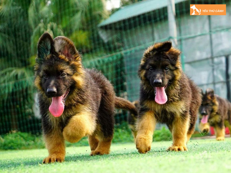 Ve-sinh-co-the-cho-becgie-con-thucanh