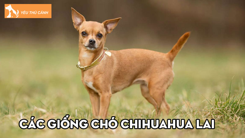 Các giống chó Chihuahua lai phổ biến và lưu ý khi mua