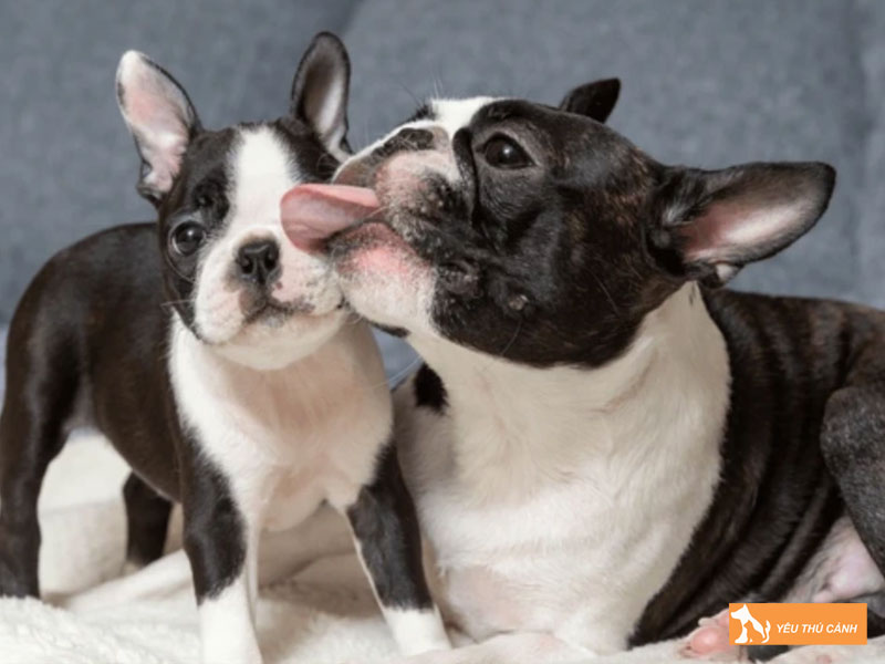 Cach-cham-soc-cho-boston-1-thucanh