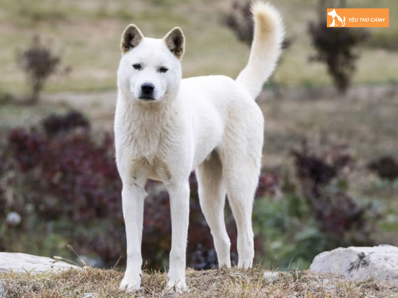 Cach-cham-soc-cho-jindo-thucanh