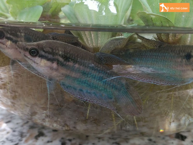 Cach-nuoi-ca-bay-trau-khoe-dep-2-thucanh