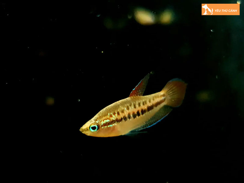 Cach-nuoi-ca-bay-trau-khoe-dep-thucanh