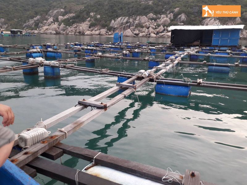 Cach-nuoi-ca-bop-thuong-pham-1-thucanh