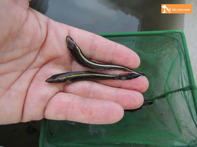 Cach-nuoi-ca-bop-thuong-pham-2-thucanh