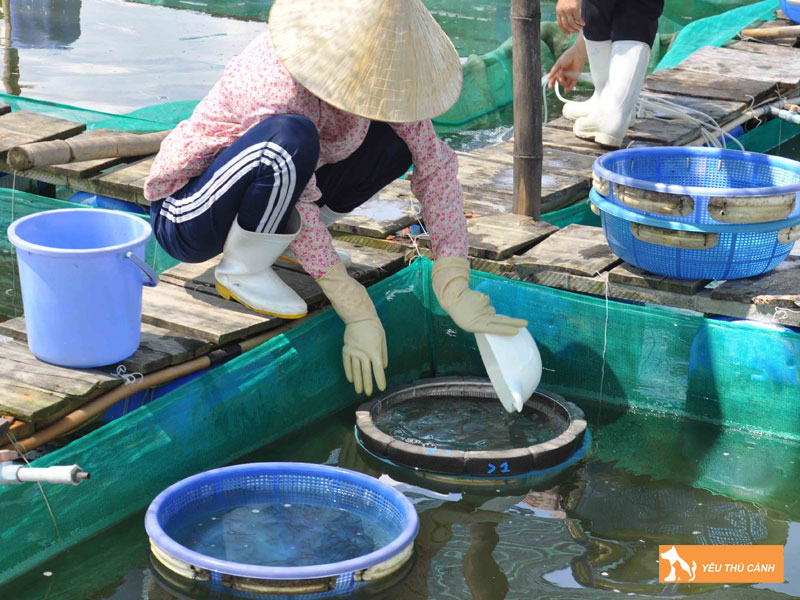 Cach-nuoi-ca-bop-thuong-pham-3-thucanh