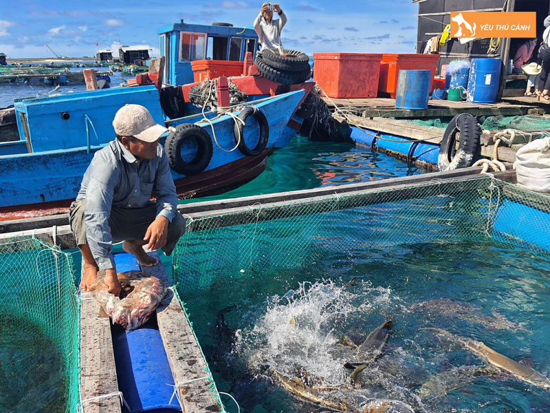 Cach-nuoi-ca-bop-thuong-pham-thucanh