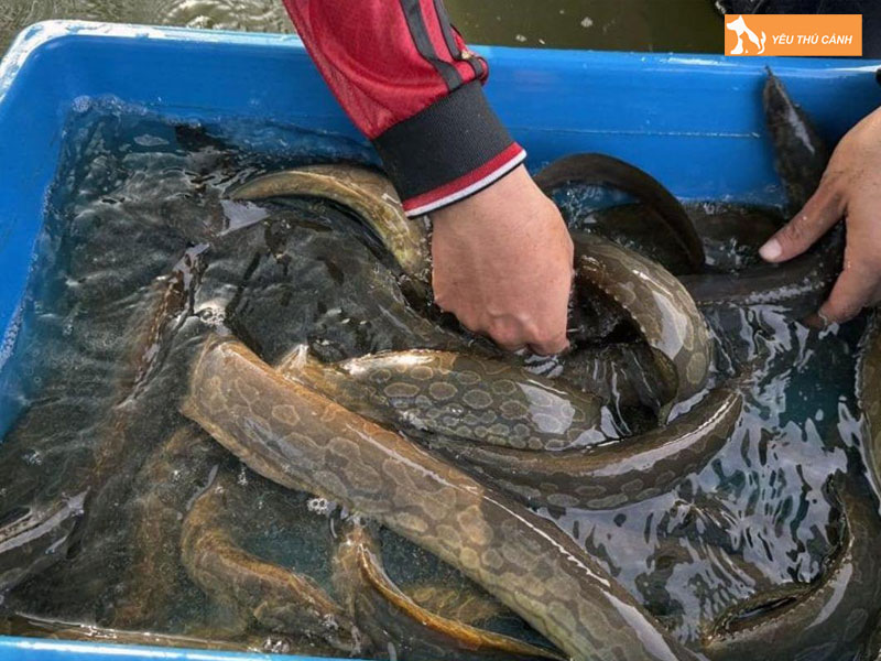 Cach-nuoi-ca-chach-que-nang-suat-cao-1-thucanh