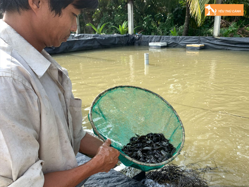 Cach-nuoi-ca-chach-que-nang-suat-cao-2-thucanh