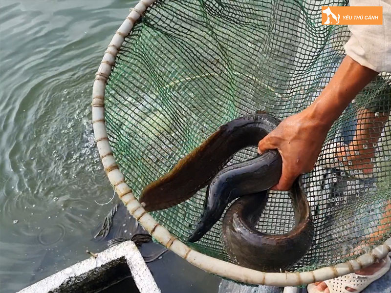 Cach-nuoi-ca-chach-que-nang-suat-cao-3-thucanh