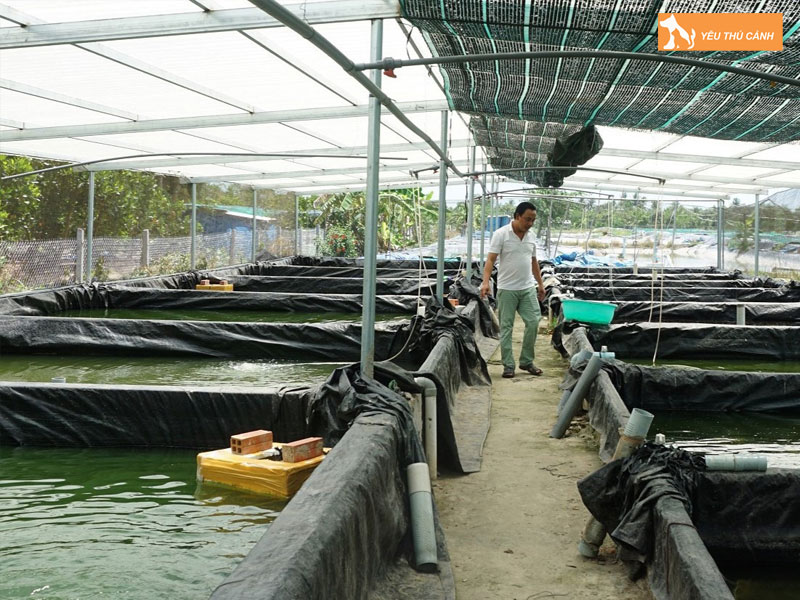 Cach-nuoi-ca-chach-que-nang-suat-cao-thucanh