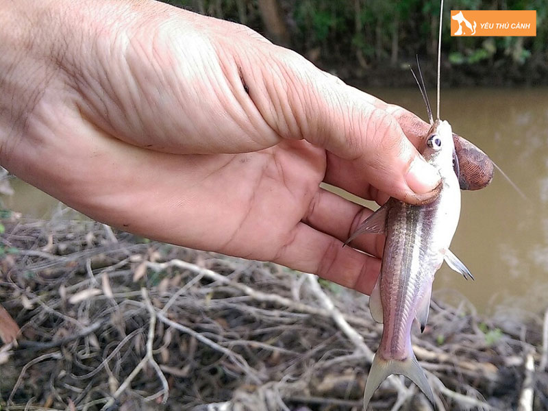 Cach-nuoi-ca-chot-nang-suat-cao-1-thucanh