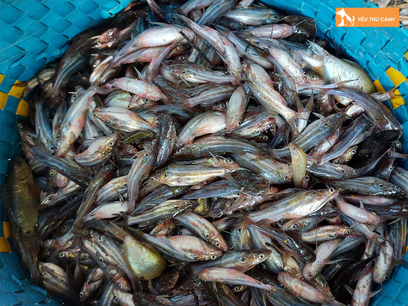 Cach-nuoi-ca-chot-nang-suat-cao-2-thucanh