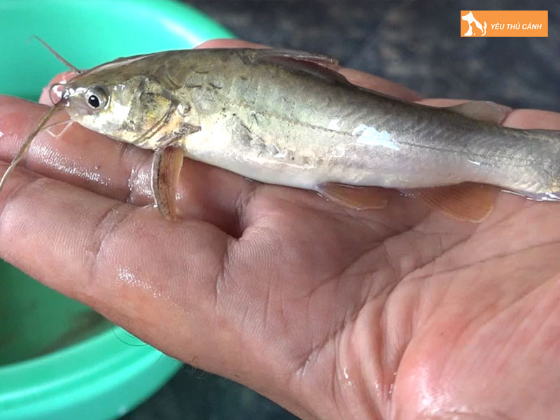 Cach-nuoi-ca-chot-nang-suat-cao-thucanh