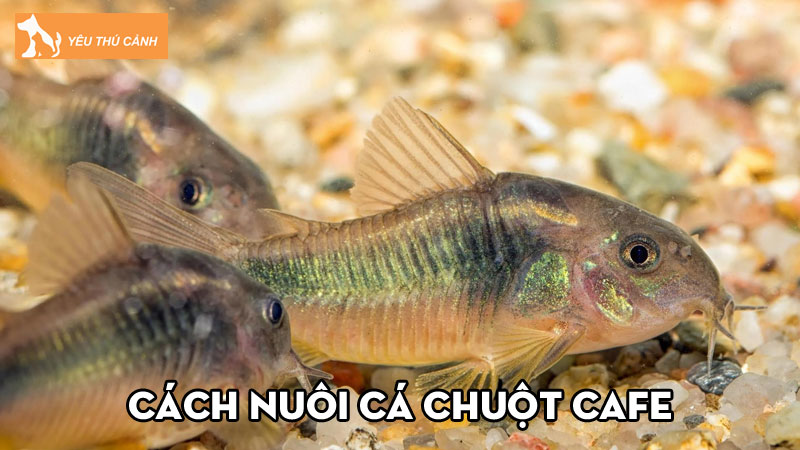 Cách nuôi cá chuột cafe đơn giản, vệ sinh hồ thủy sinh hiệu quả