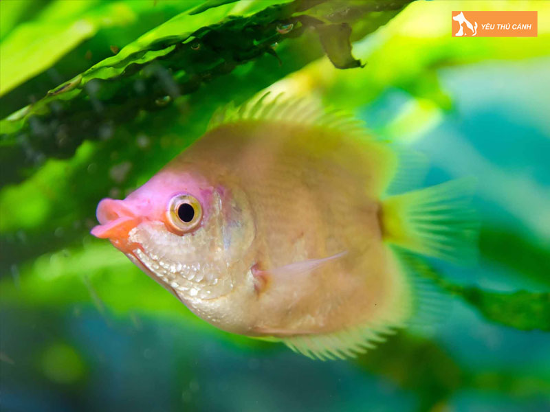 Cach-nuoi-ca-huong-hieu-qua-1-thucanh