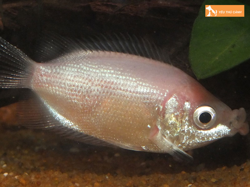 Cach-nuoi-ca-huong-hieu-qua-2-thucanh