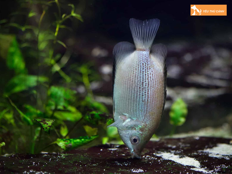 Cach-nuoi-ca-huong-hieu-qua-3-thucanh