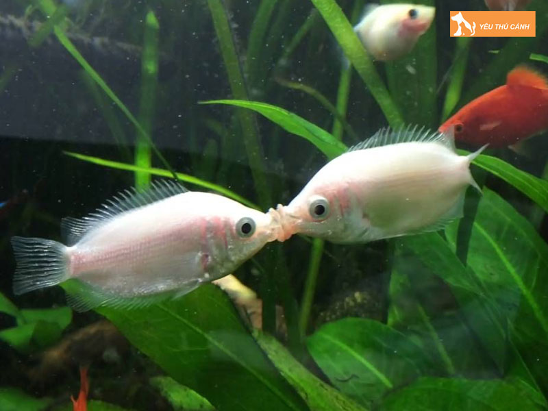 Cach-nuoi-ca-huong-hieu-qua-thucanh