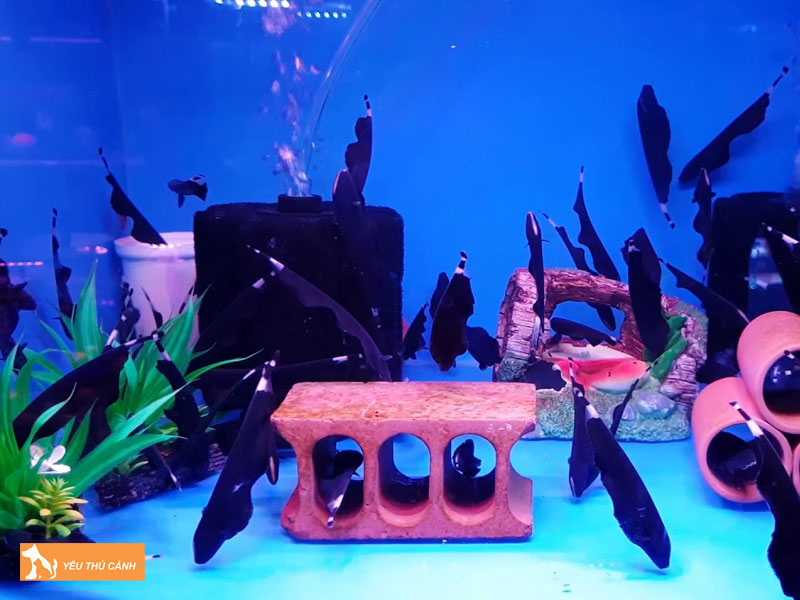 Cach-nuoi-ca-long-ga-khoe-dep-1-thucanh