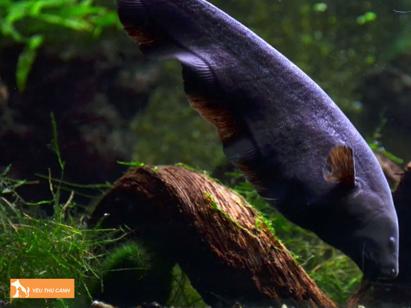 Cach-nuoi-ca-long-ga-khoe-dep-thucanh