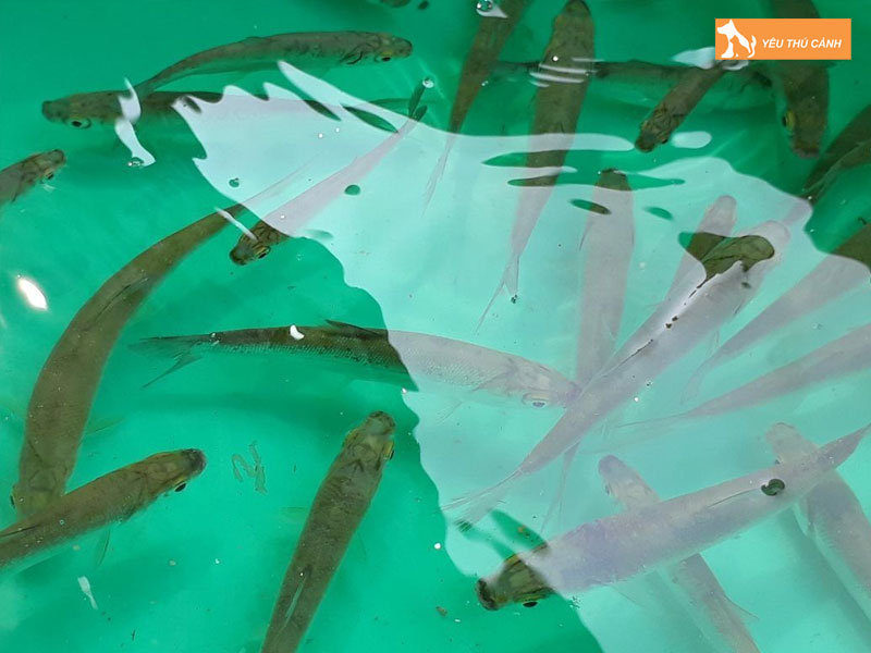 Cach-nuoi-ca-mang-thuong-pham-hieu-qua-1-thucanh