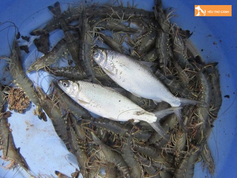 Cach-nuoi-ca-mang-thuong-pham-hieu-qua-2-thucanh