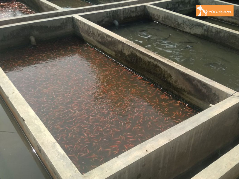 Cach-nuoi-ca-mang-thuong-pham-hieu-qua-thucanh