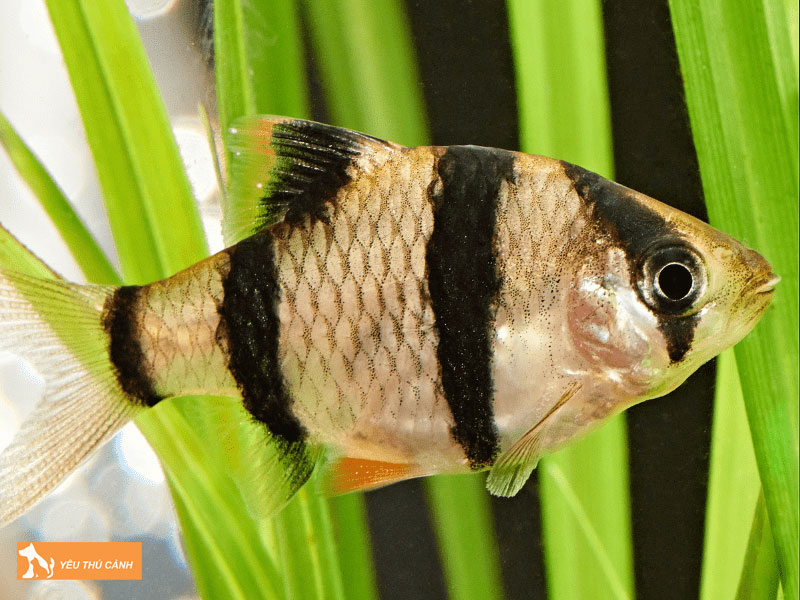 Cach-nuoi-ca-tu-van-khoe-dep-1-thucanh