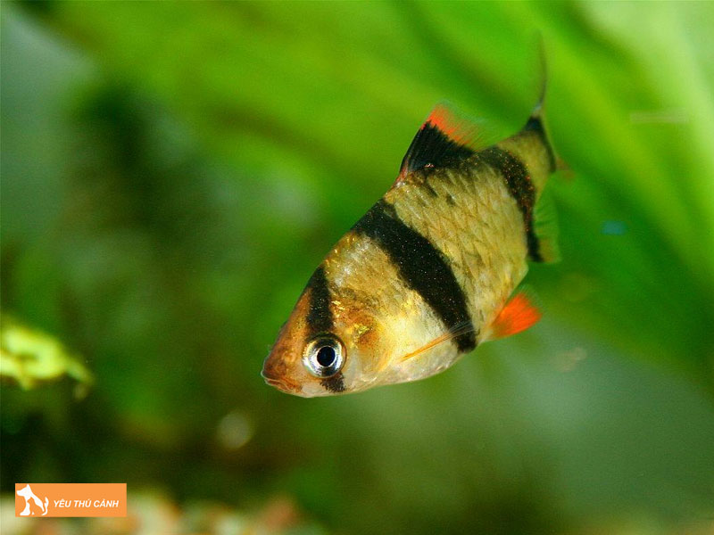 Cach-nuoi-ca-tu-van-khoe-dep-2-thucanh