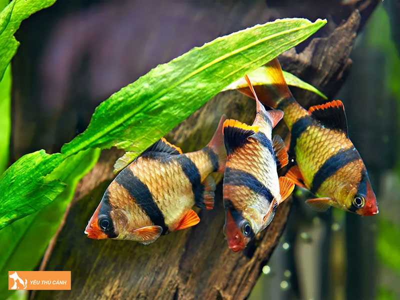 Cach-nuoi-ca-tu-van-khoe-dep-thucanh