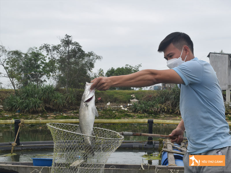 Cach-nuoi-ca-vuoc-hieu-qua-1-thucanh